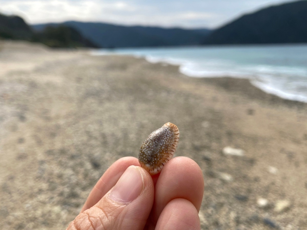 島人の生活に欠かせない貝殻と 貝殻拾いの楽しみ方 しまのま