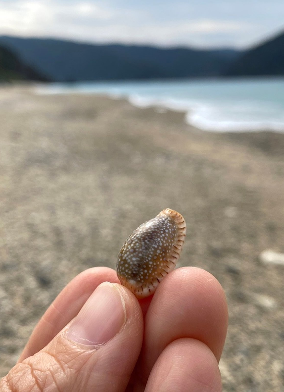 島人の生活に欠かせない貝殻と 貝殻拾いの楽しみ方 しまのま