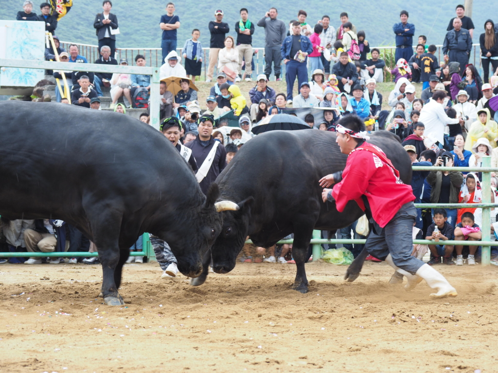 徳之島の伝統文化-闘牛-の日常とふれあう – しまのま